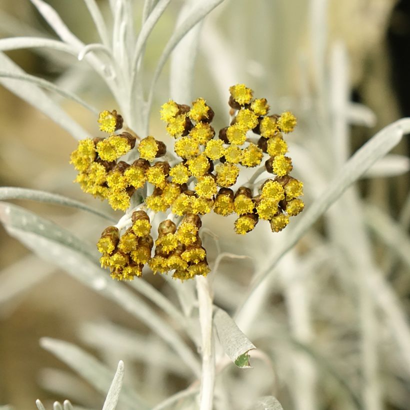 Helichrysum italicum Korma (Flowering)