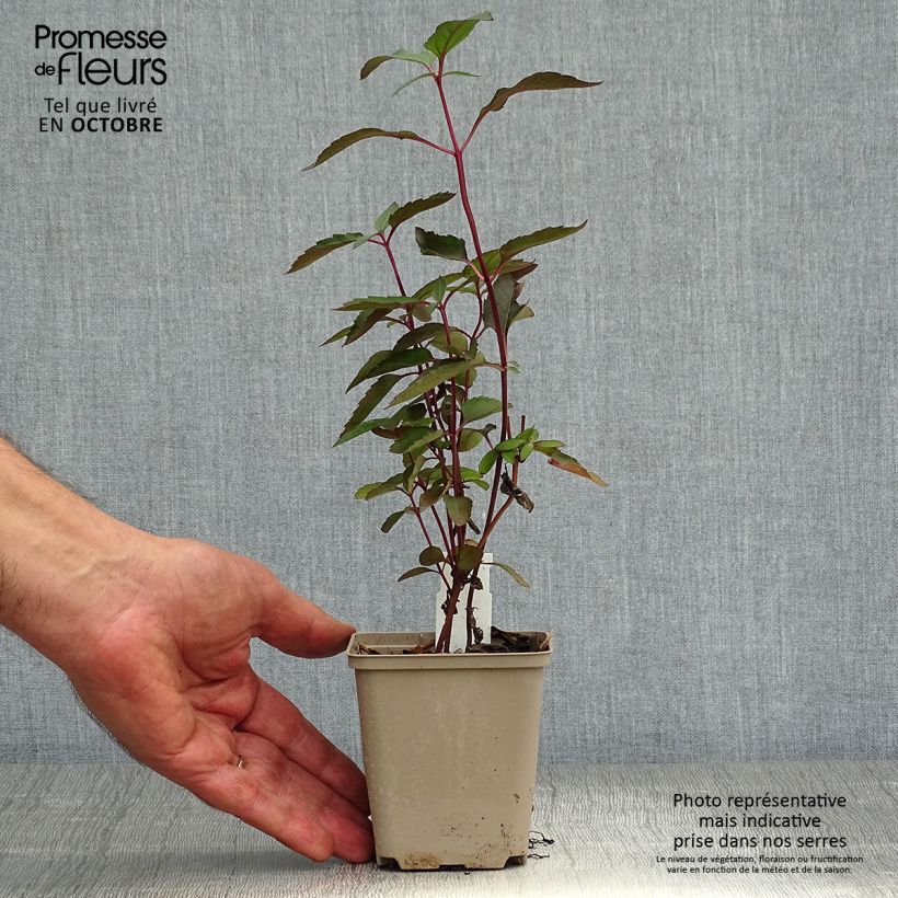 Heliopsis helianthoides var. scabra Burning Hearts 8/9 cm pot sample as delivered in autumn