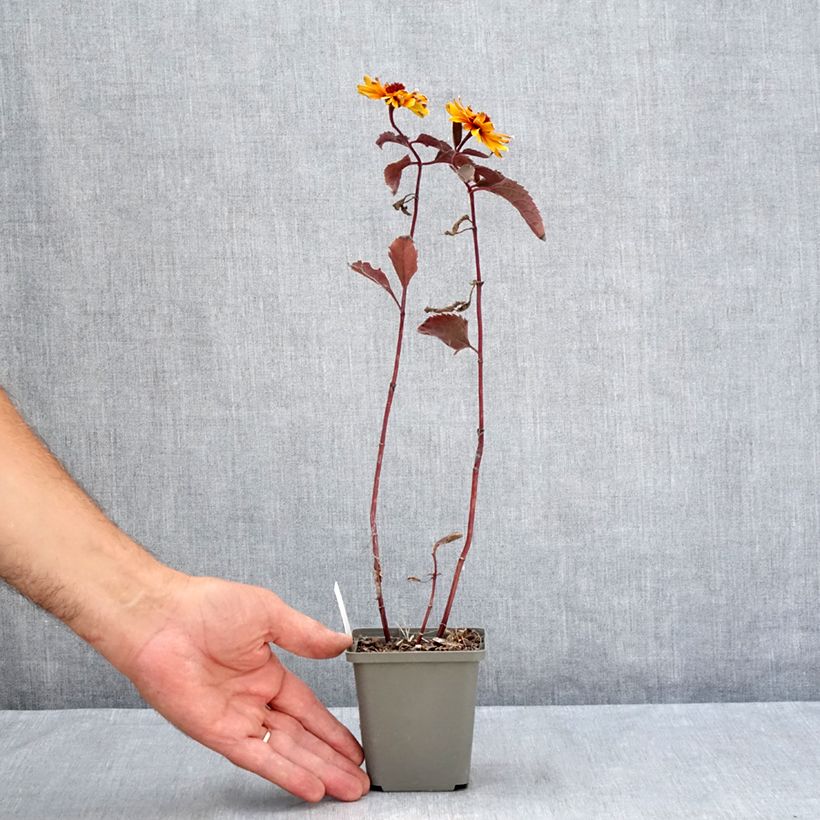 Heliopsis helianthoides var. scabra 'Funky Spinner'®  8/9 cm pot sample as delivered in summer