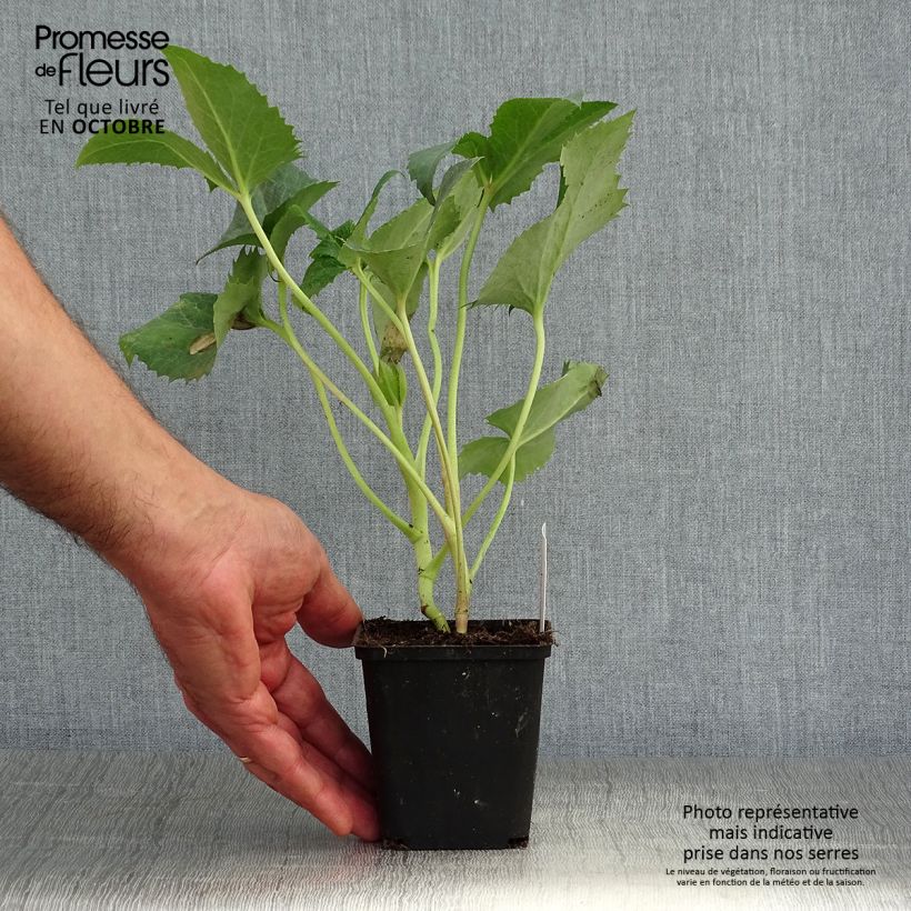 Helleborus argutifolius 8/9 cm pot sample as delivered in autumn