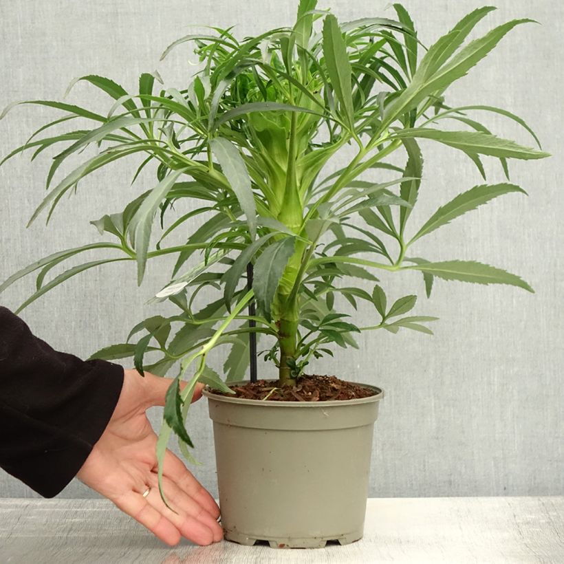 Helleborus foetidus Bowless Form 1L/1.5L pot sample as delivered in autumn
