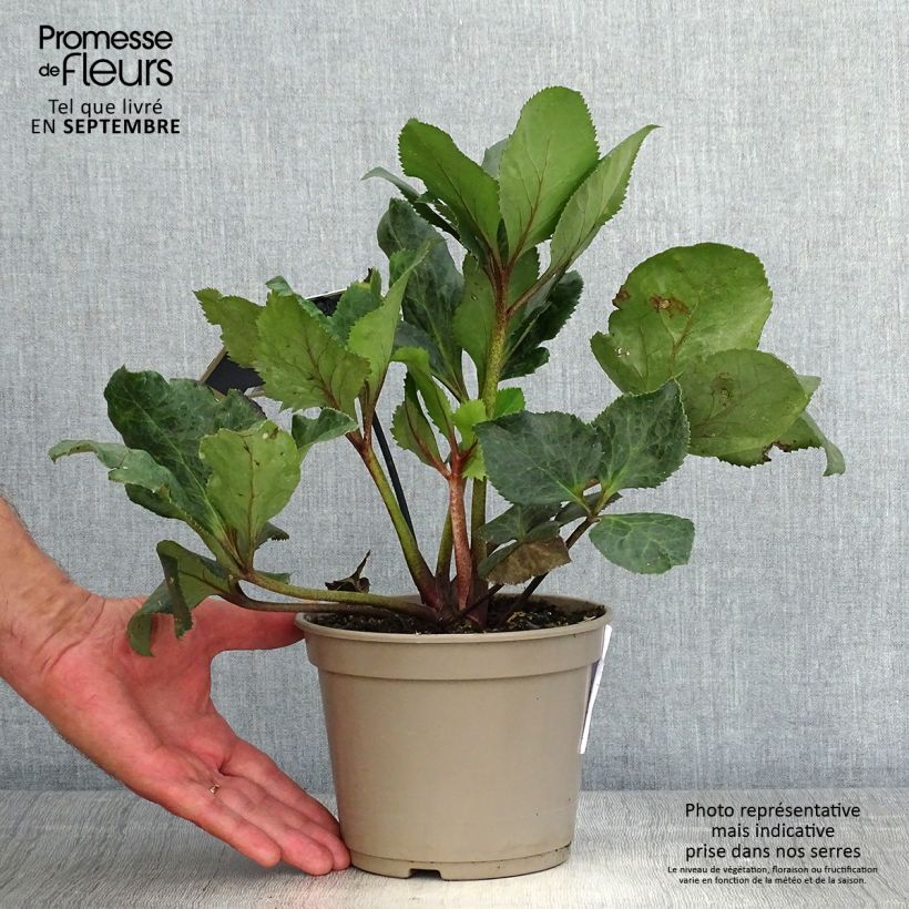 Helleborus iburgensis Barolo 2L/3L pot sample as delivered in autumn