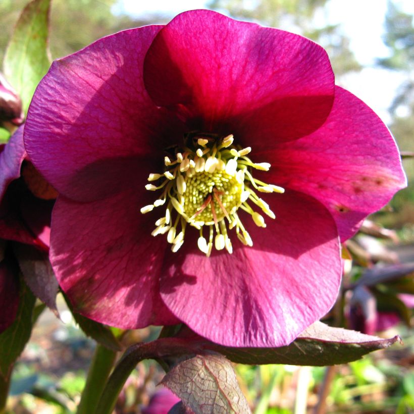Helleborus Ice N' Roses Marbled Red - Hellebore (Flowering)