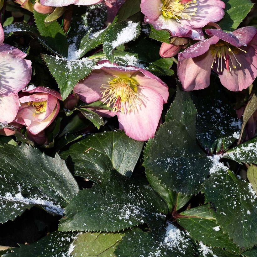 Helleborus Ice N' Roses Marbled Pink - Hellebore (Foliage)