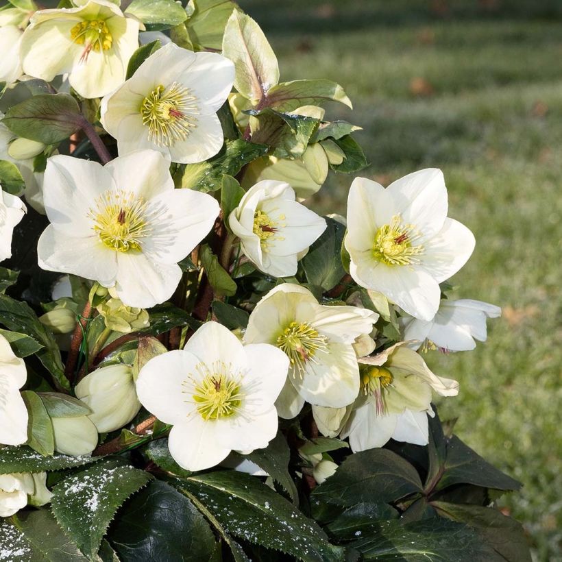 Helleborus HGC Ice N Roses White (Flowering)