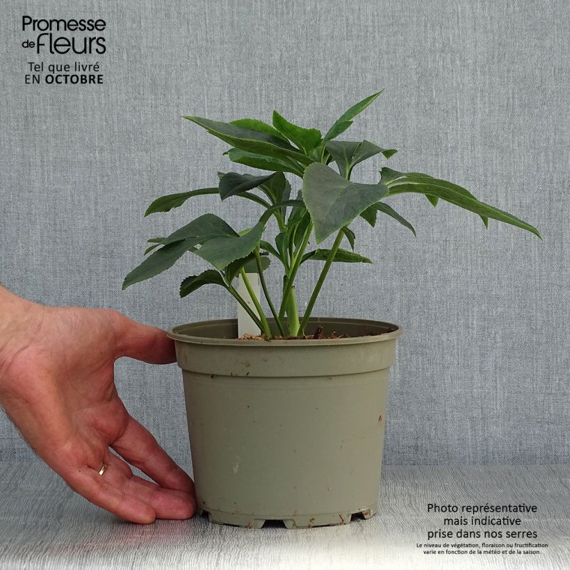 Hellébore orientale Abricot guttatus Pot de 2L/3L sample as delivered in autumn