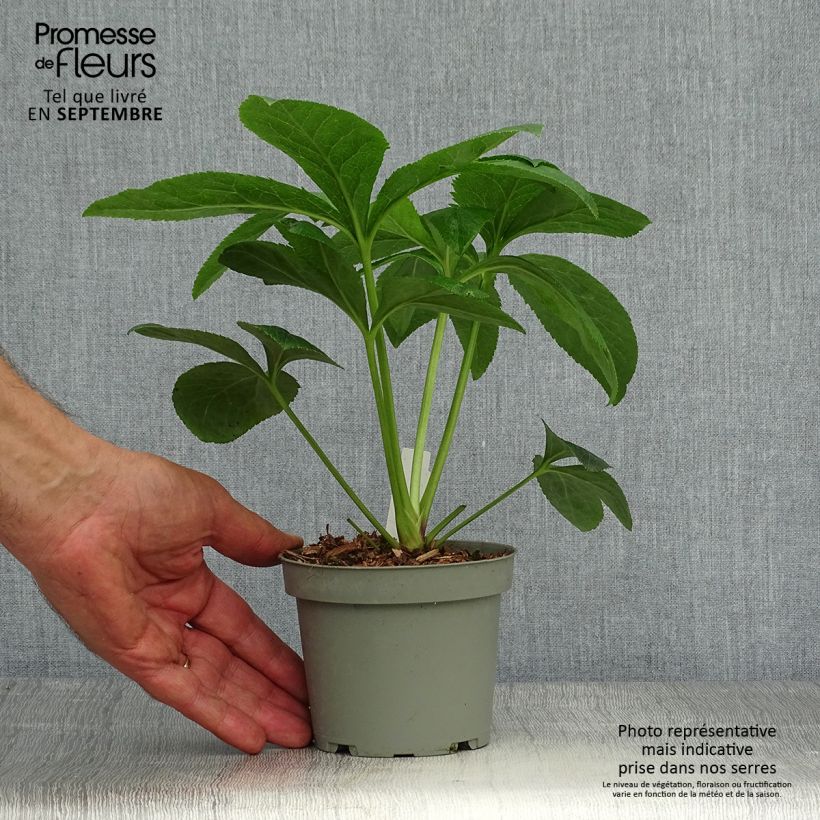 Helleborus Aubergine 12cm pot sample as delivered in autumn