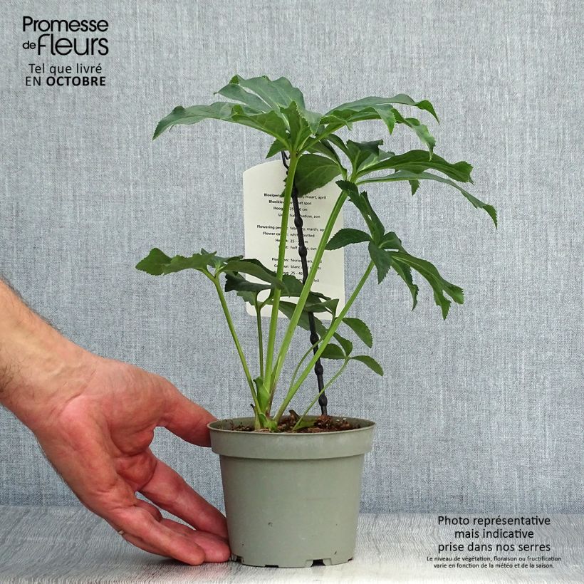 Helleborus hybridus white spotted 12cm pot sample as delivered in autumn