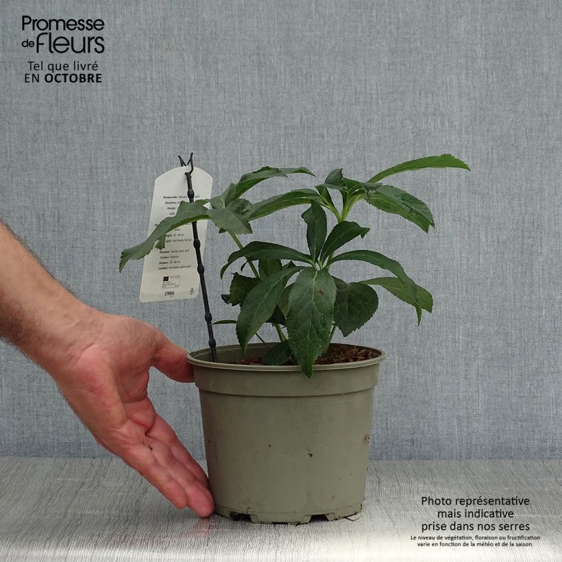 Helleborus hybridus Double White 2L/3L pot sample as delivered in autumn