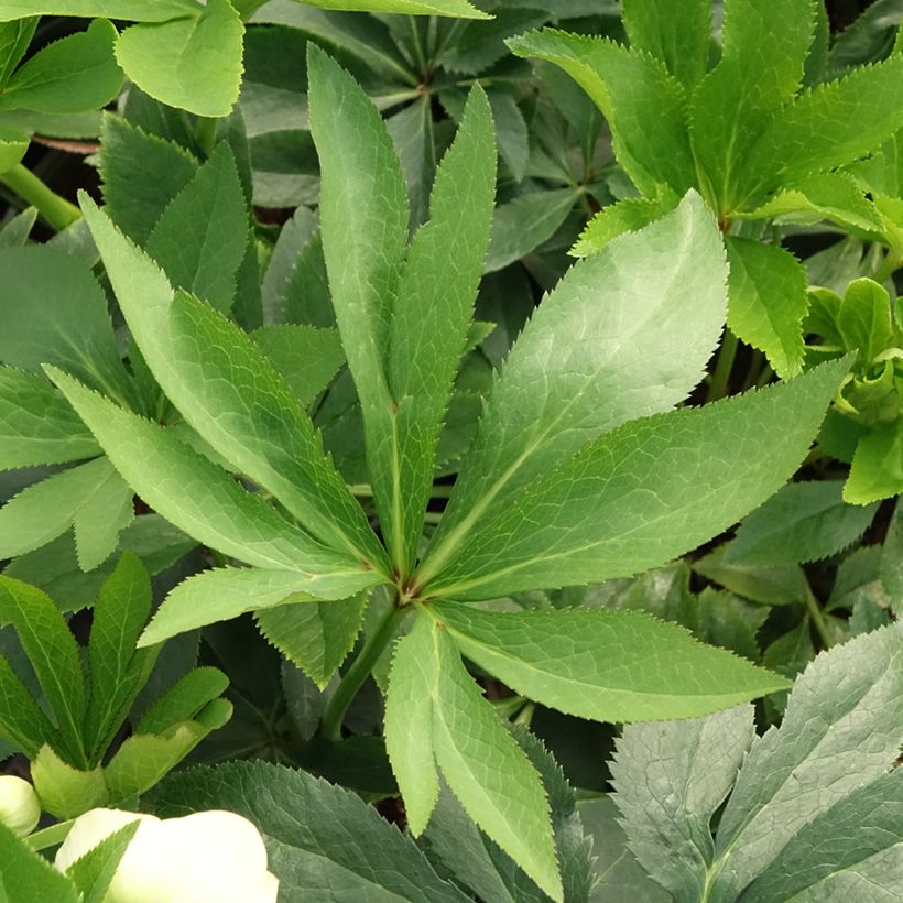 Helleborus hybridus Double Yellow (Foliage)
