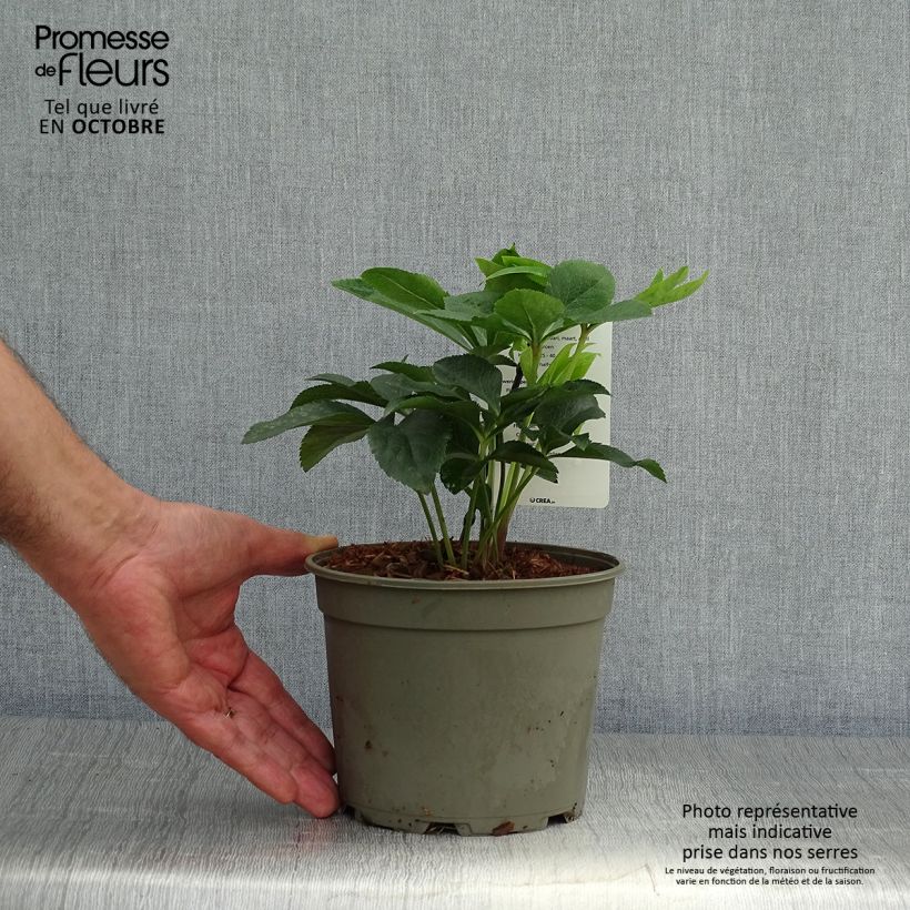 Hellébore orientale Double Vert pistache Pot de 2L/3L sample as delivered in autumn