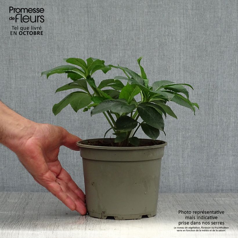 Hellébore orientale Picotee Pot de 2L/3L sample as delivered in autumn