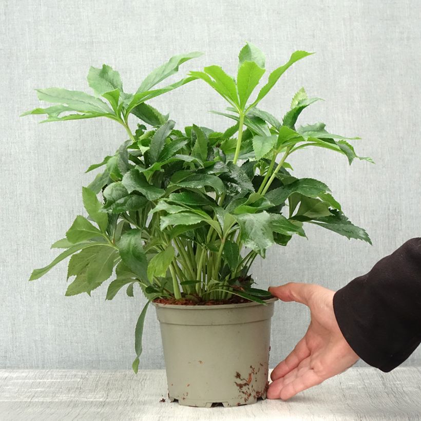 Helleborus hybridus ViV Alessia 2L/3L pot sample as delivered in autumn