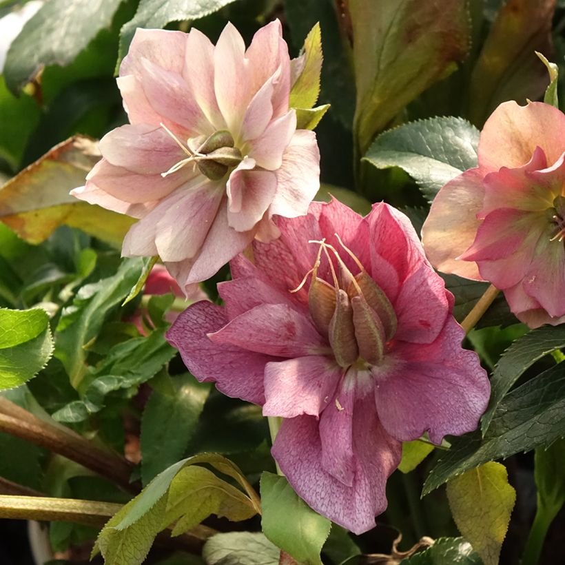 Helleborus hybridus ViV Elena (Foliage)