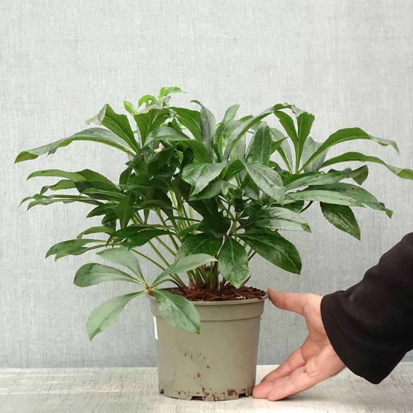 Helleborus hybridus ViV Eleonora 2L/3L pot sample as delivered in autumn