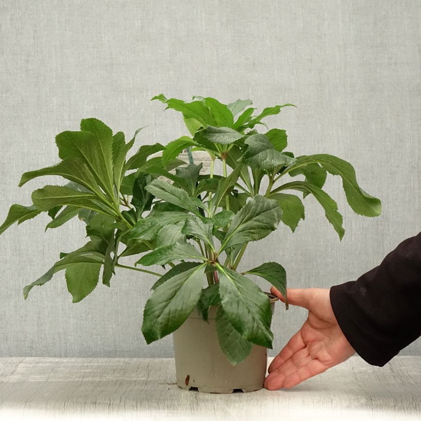 Helleborus hybridus ViV Fiorentina 2L/3L pot sample as delivered in autumn