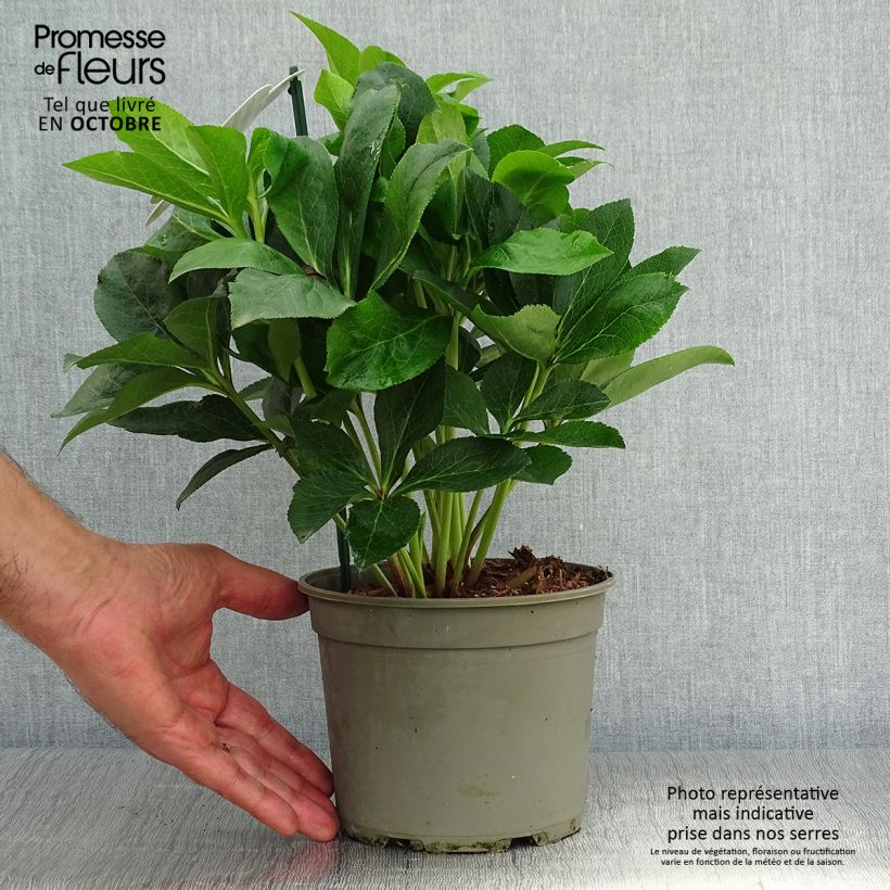 Helleborus hybridus Luisa 2L/3L pot sample as delivered in autumn