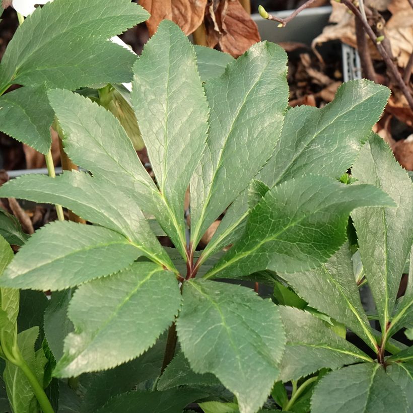 Helleborus hybridus Luisa (Foliage)