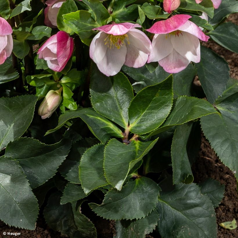 Helleborus lemperii Lola (Foliage)