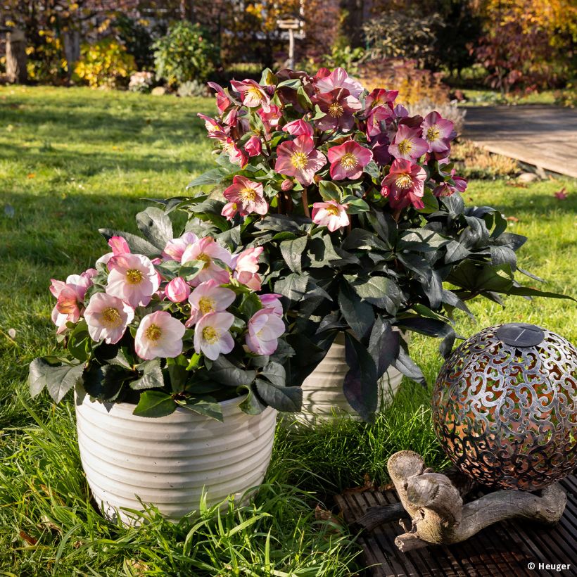 Helleborus lemperii Lola (Plant habit)