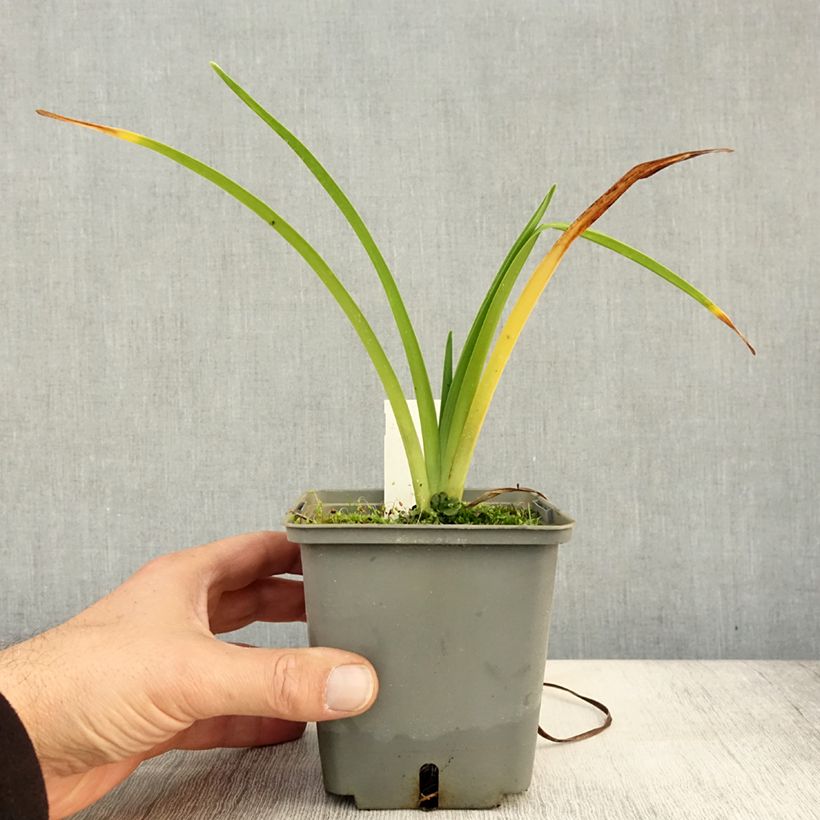 Hemerocallis Alaqua - Daylily 1L/1.5L pot sample as delivered in autumn