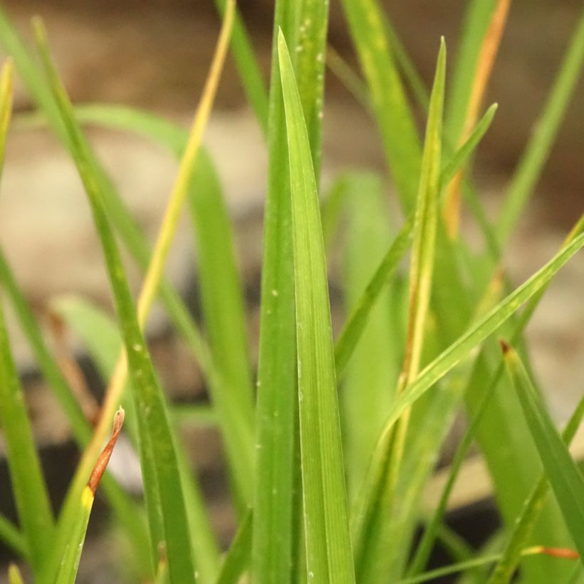 Hemerocallis Alice in Wonderland - Daylily (Foliage)