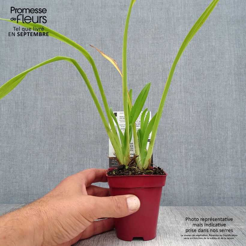 Hemerocallis Annie Welch - Daylily 7/8 cm pot sample as delivered in summer