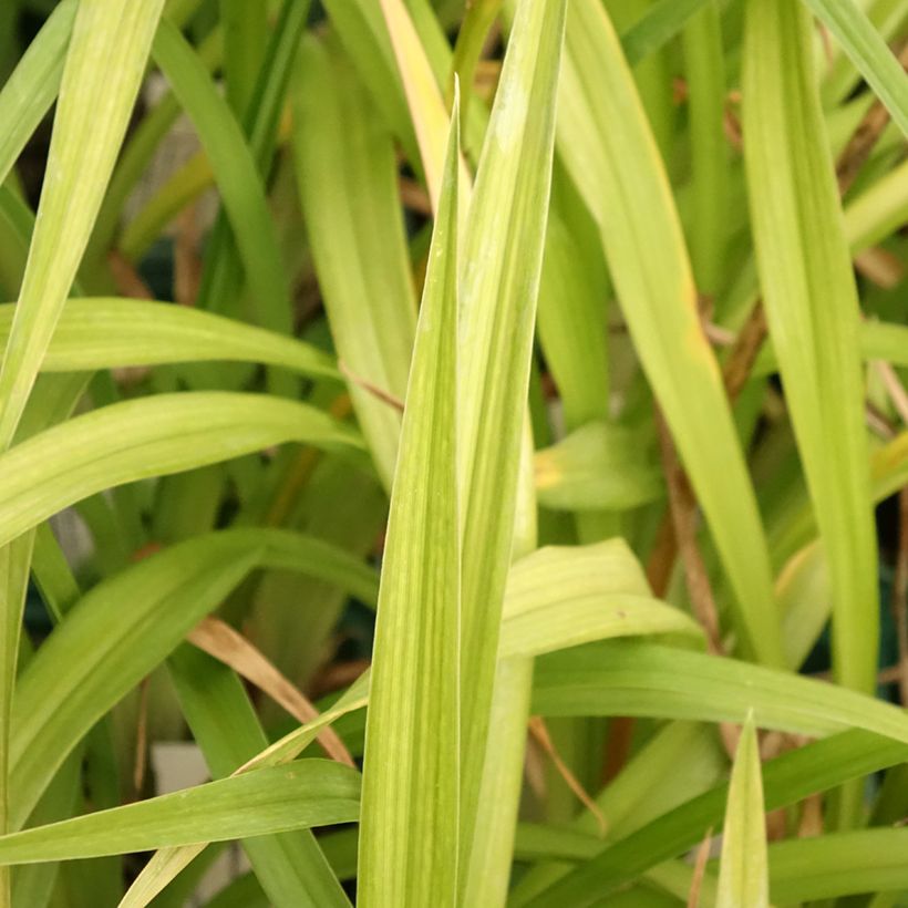 Hemerocallis Arctic Snow - Daylily (Foliage)