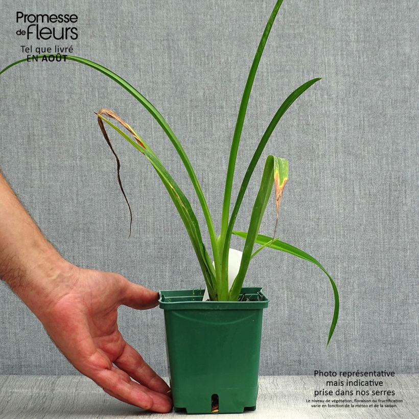 Hemerocallis Arctic Snow - Daylily 1L/1.5L pot sample as delivered in summer