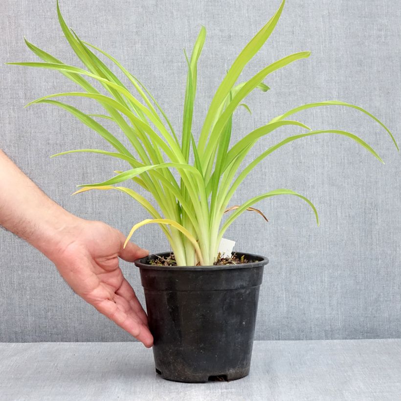 Hemerocallis Bakabana - Daylily 2L/3L pot sample as delivered in spring