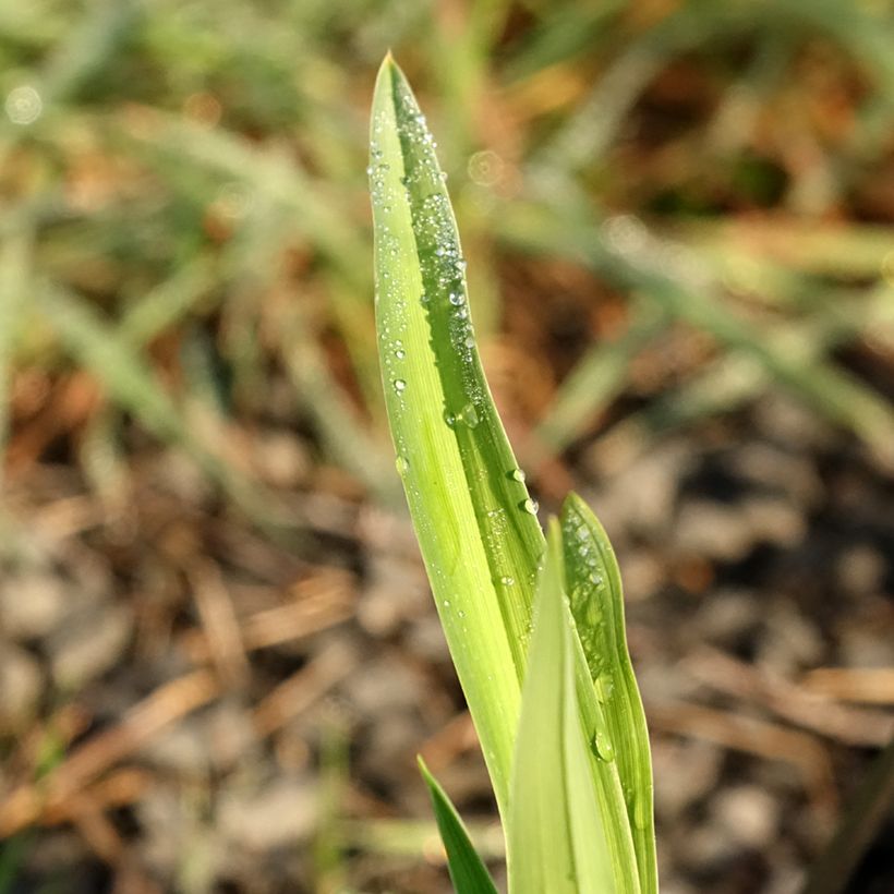 Hemerocallis Baracuda Bay - Daylily (Foliage)