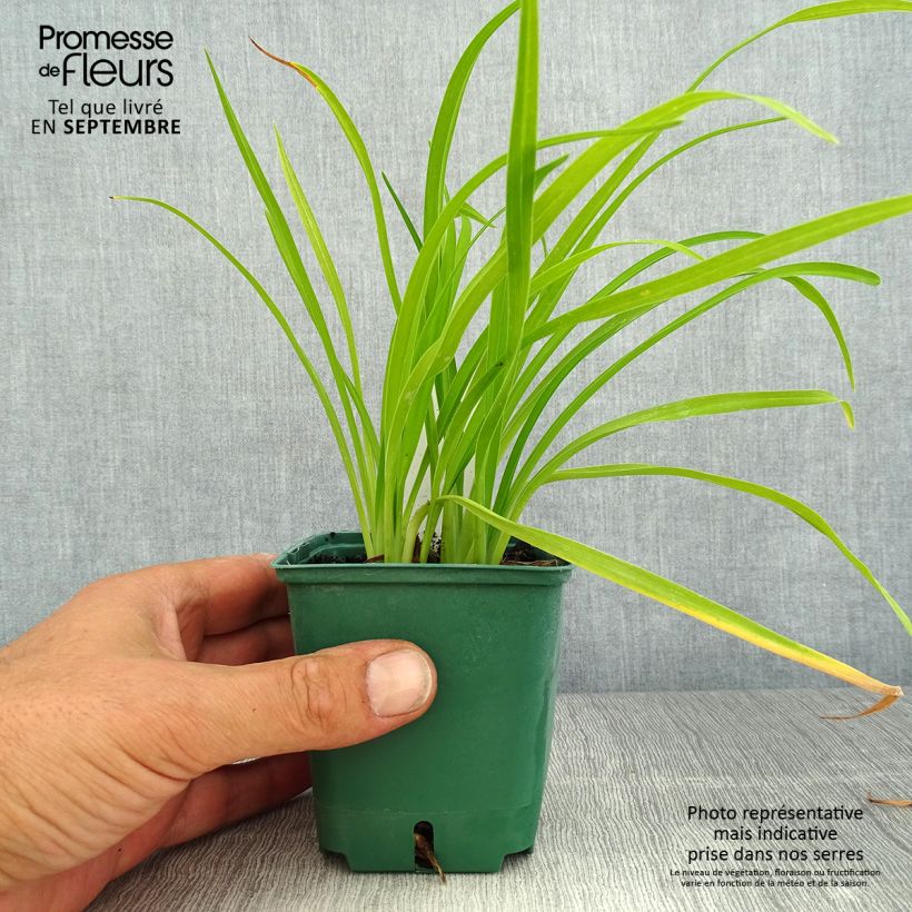Hemerocallis Bonanza - Daylily 8/9 cm pot sample as delivered in summer