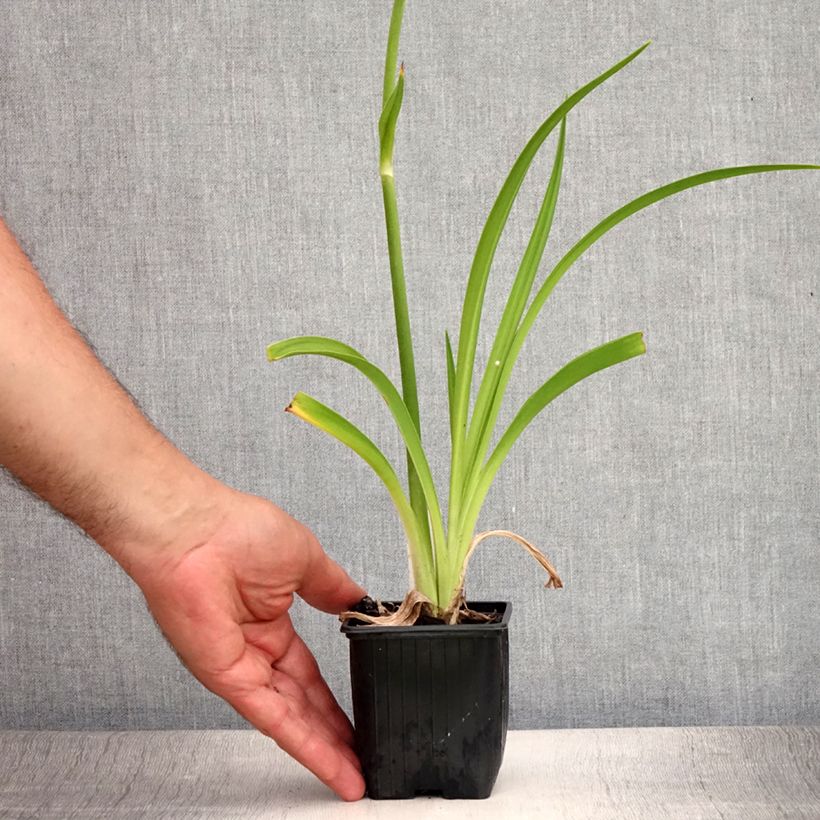 Hemerocallis By Myself - Daylily 8/9 cm pot sample as delivered in summer