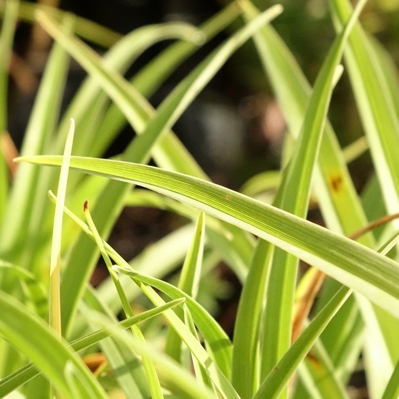 Hemerocallis Catherine Woodbury - Daylily (Foliage)