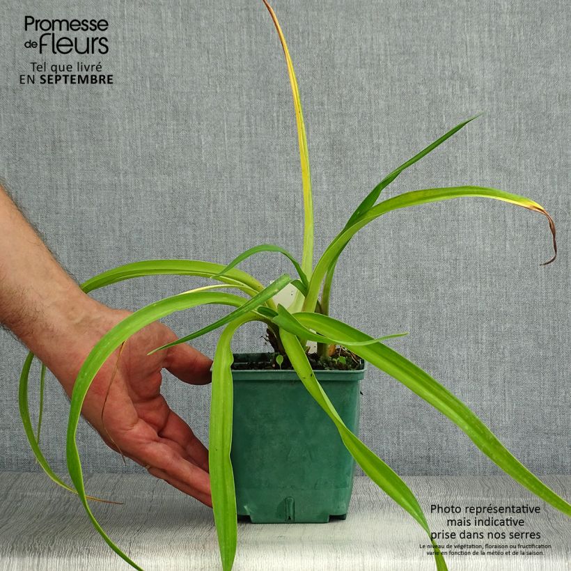 Hemerocallis Charles Johnson - Daylily 1L/1.5L pot sample as delivered in summer