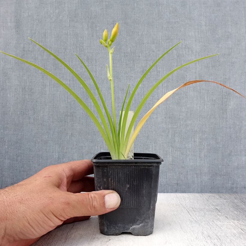 Hemerocallis Childrens Festival - Daylily 8/9 cm pot sample as delivered in summer