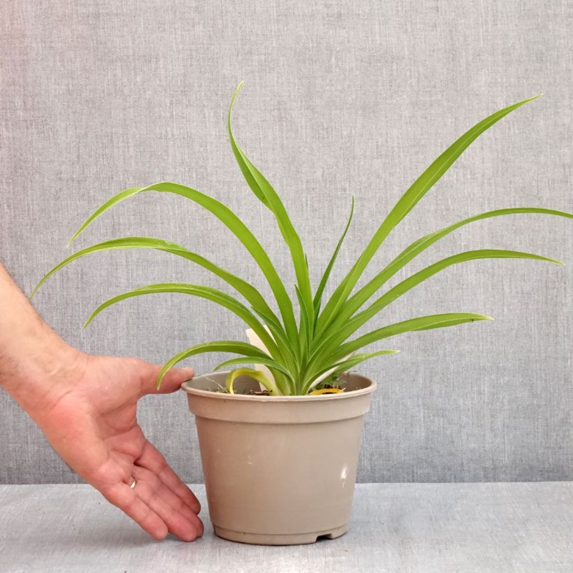 Hemerocallis Condilla - Daylily 2L/3L pot sample as delivered in spring