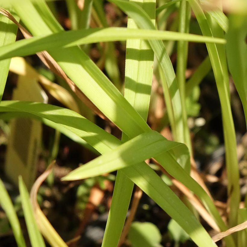 Hemerocallis Corky - Daylily (Foliage)
