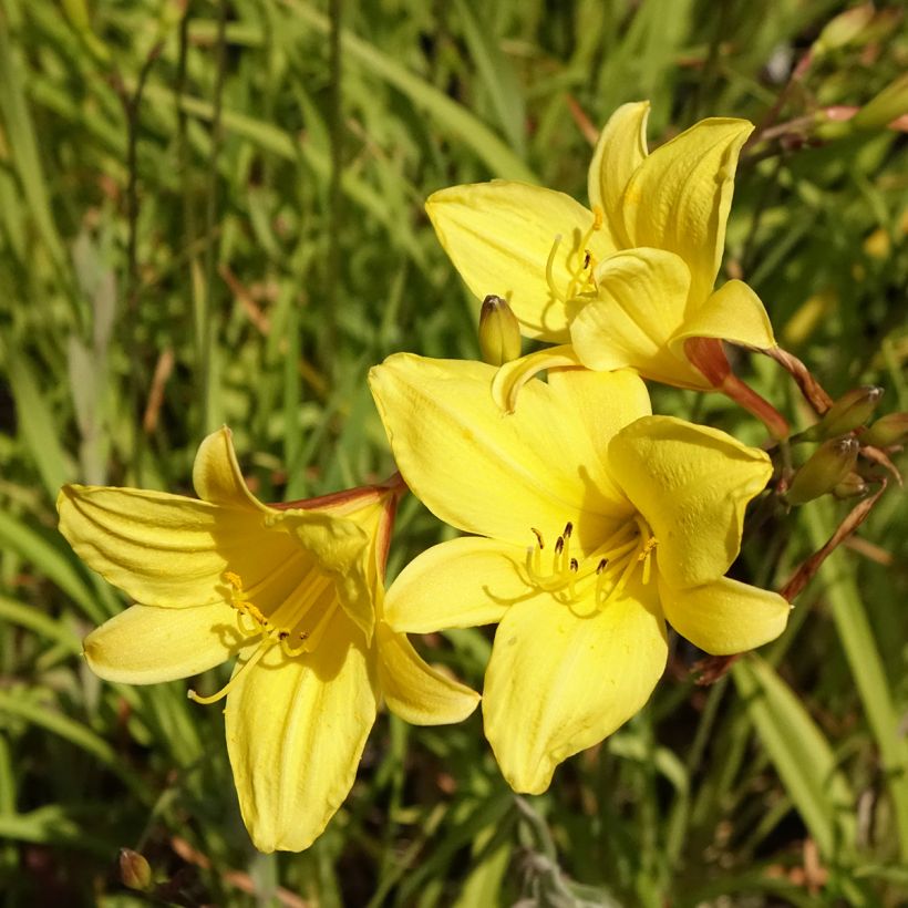 Hemerocallis Corky - Daylily (Flowering)