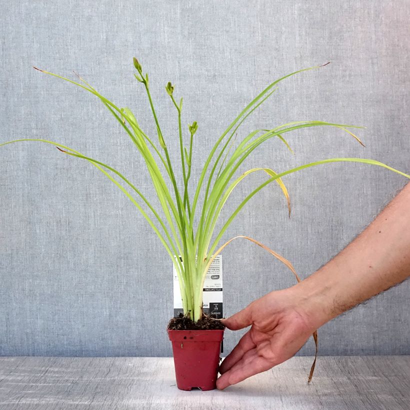 Hemerocallis Crimson Glory - Daylily 8/9 cm pot sample as delivered in summer