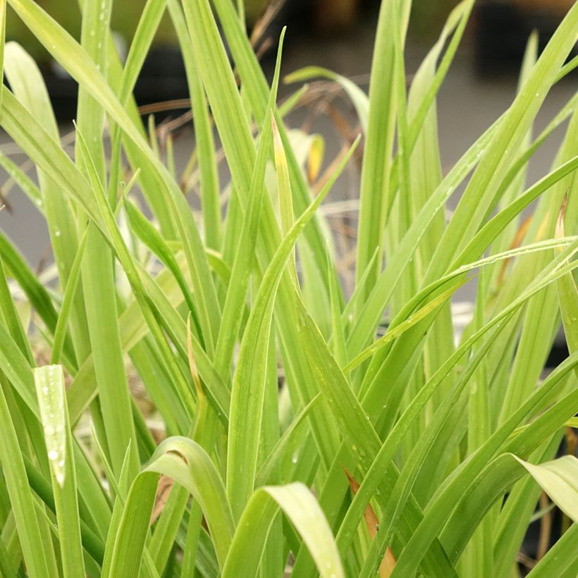 Hemerocallis Crimson Pirate - Daylily (Foliage)