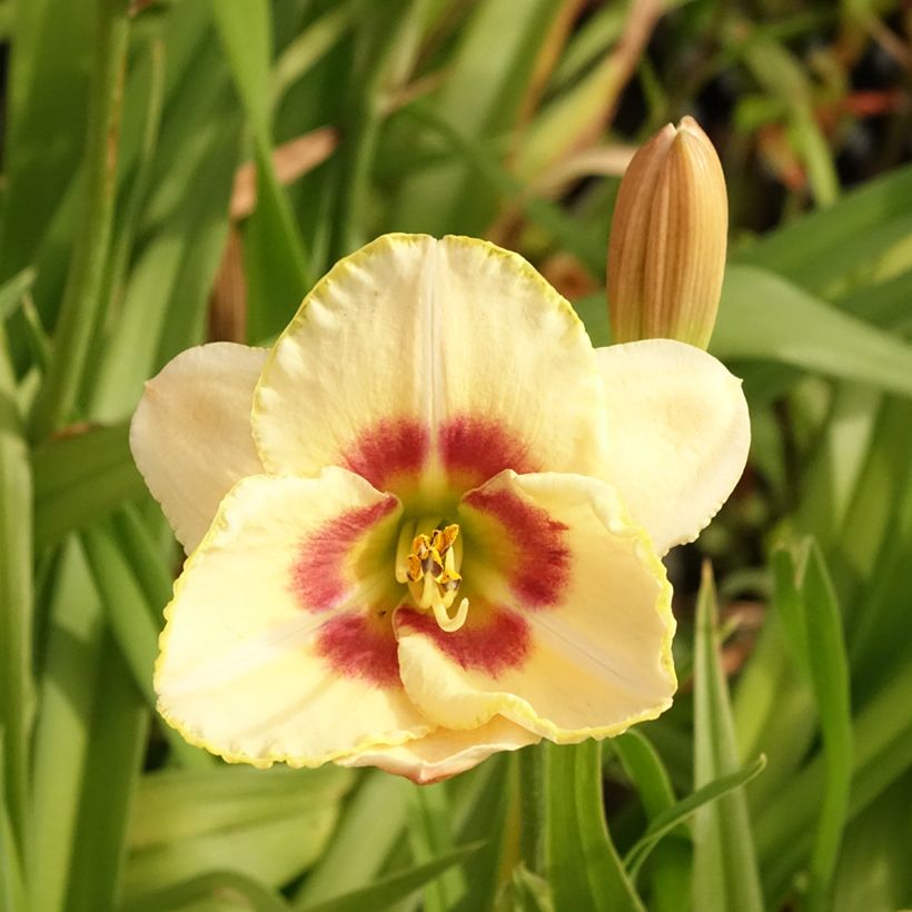 Hemerocallis Custard Candy - Daylily (Flowering)