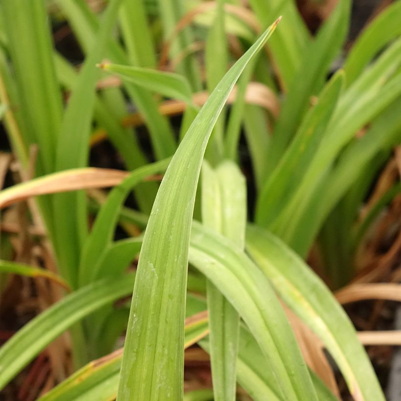 Hemerocallis Daring Deception - Daylily (Foliage)