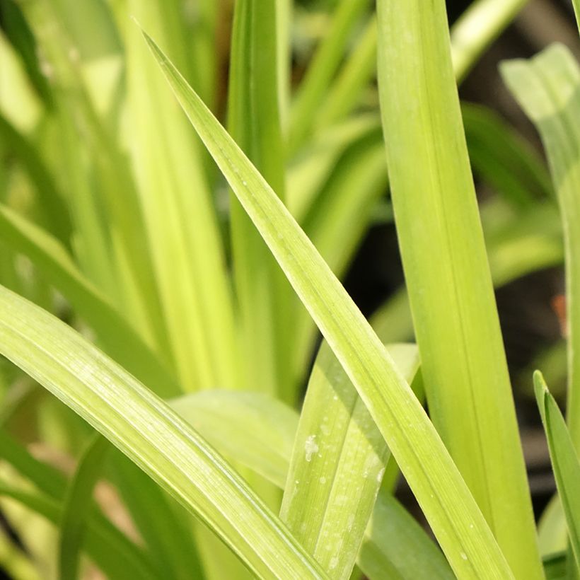 Hemerocallis Destined to See - Daylily (Foliage)