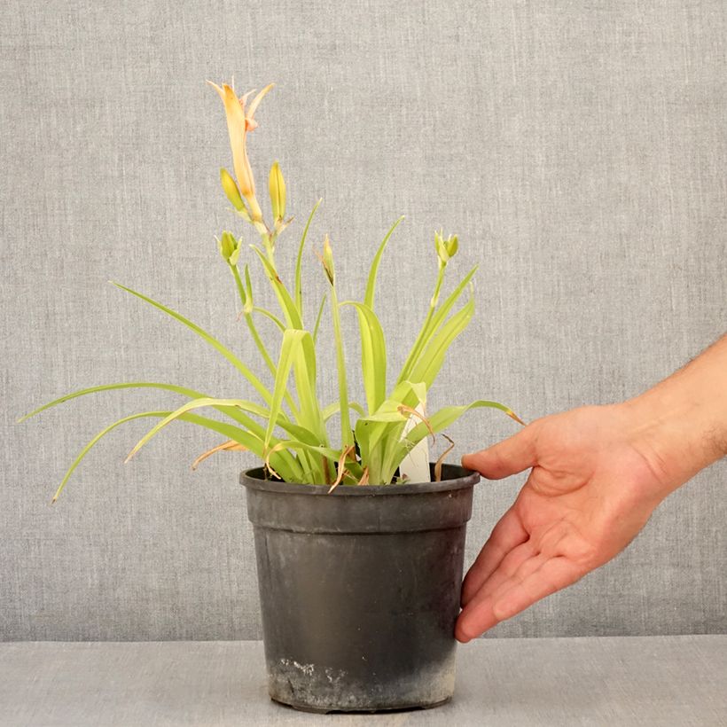 Hemerocallis Double Dream - Daylily 2L/3L pot sample as delivered in summer
