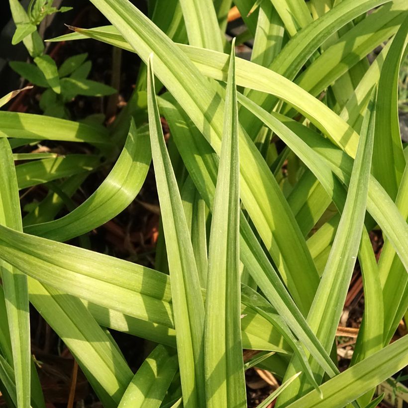 Hemerocallis Dream Legacy - Daylily (Foliage)