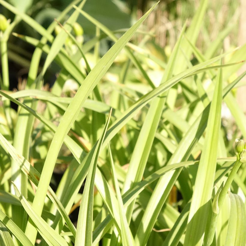 Hemerocallis El Desperado - Daylily (Foliage)