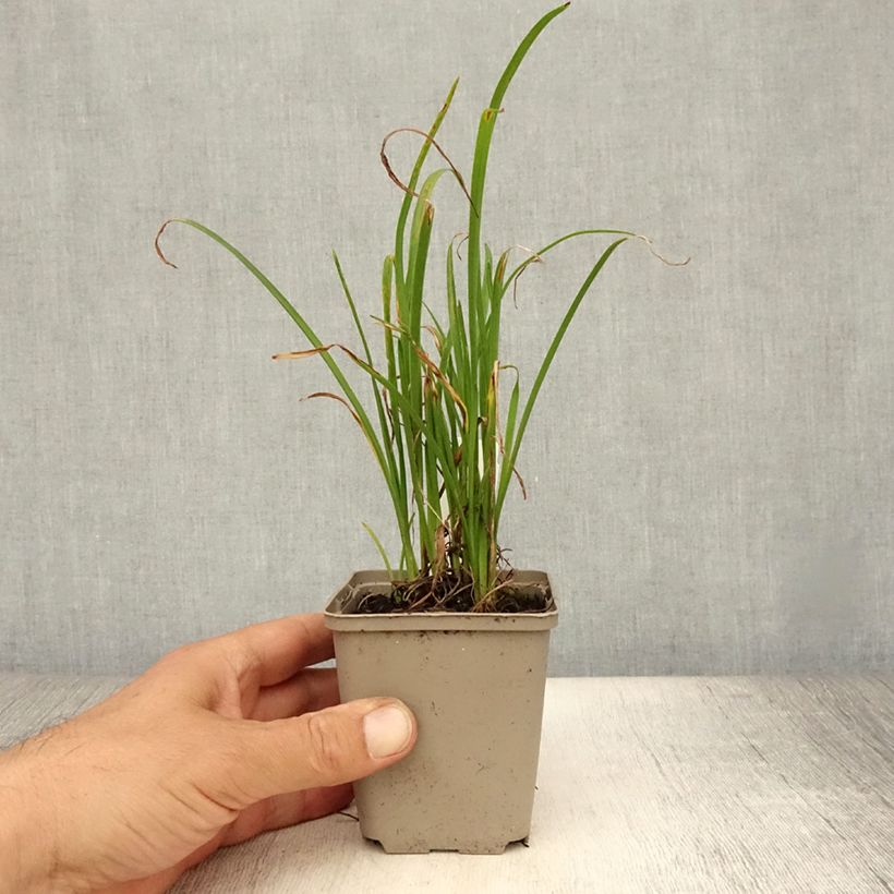 Hemerocallis Everydaylily Red Ribs - Daylily 8/9 cm pot sample as delivered in summer