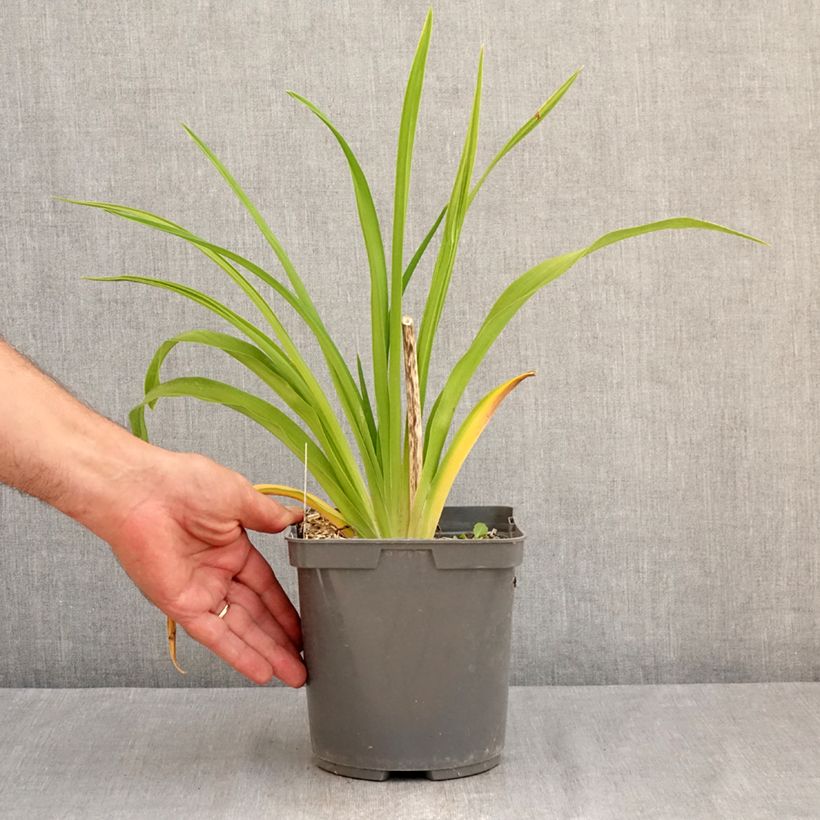 Hemerocallis Exotic Treasure - Daylily 1L/1.5L pot sample as delivered in summer