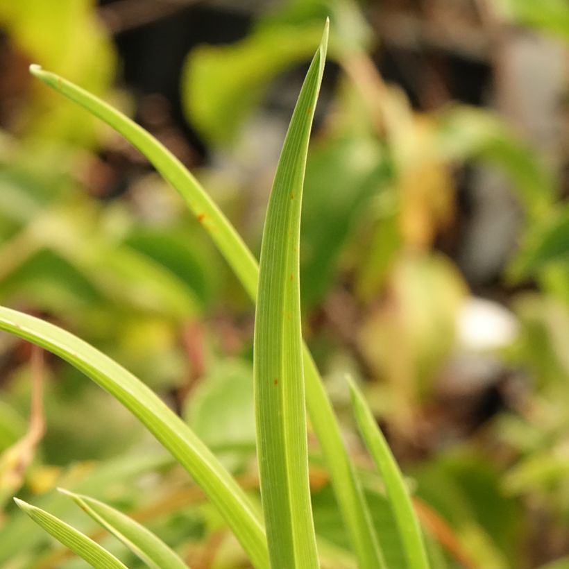 Hemerocallis Exotic Treasure - Daylily (Foliage)